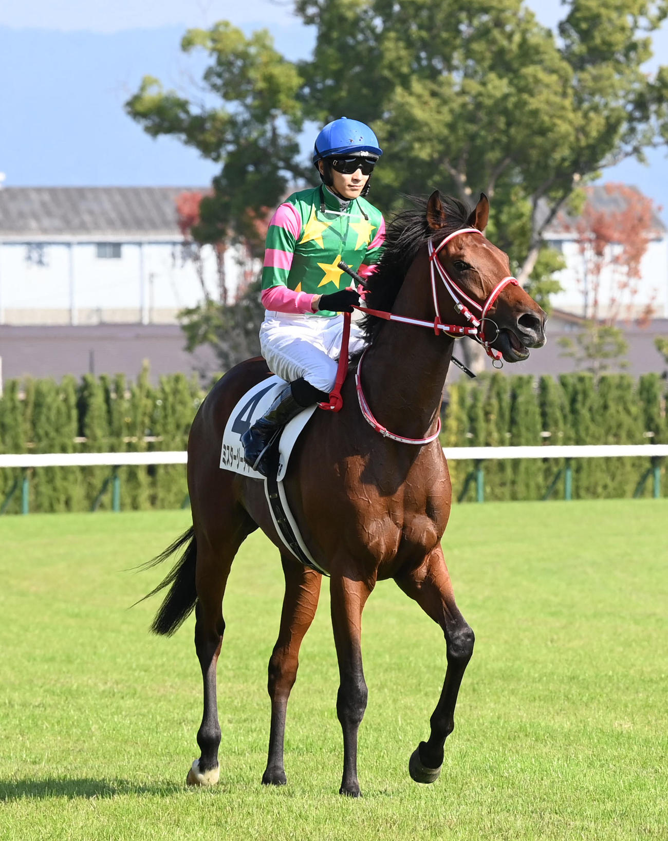 京都5R新馬戦を制したミスタージーティー（撮影・前岡正明）