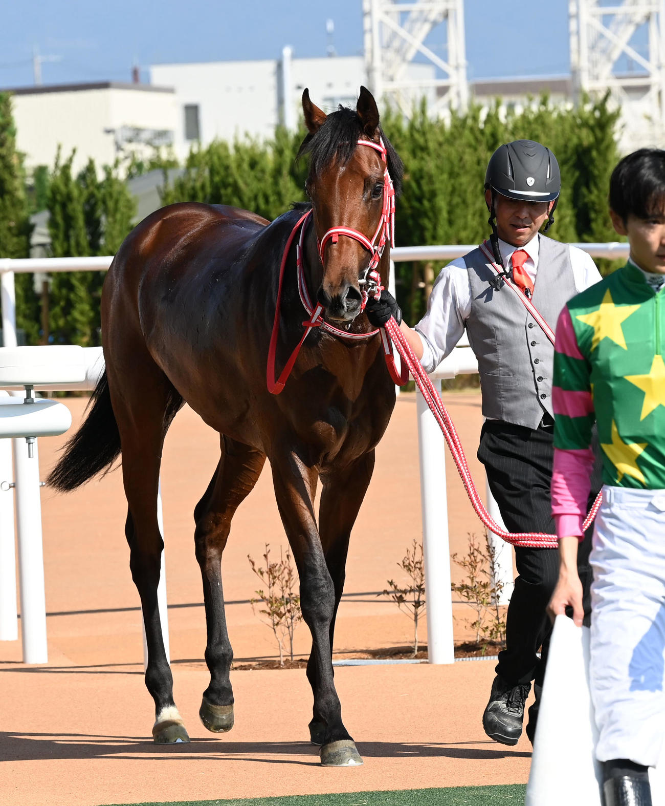 京都5R新馬戦を制したミスタージーティー（撮影・前岡正明）
