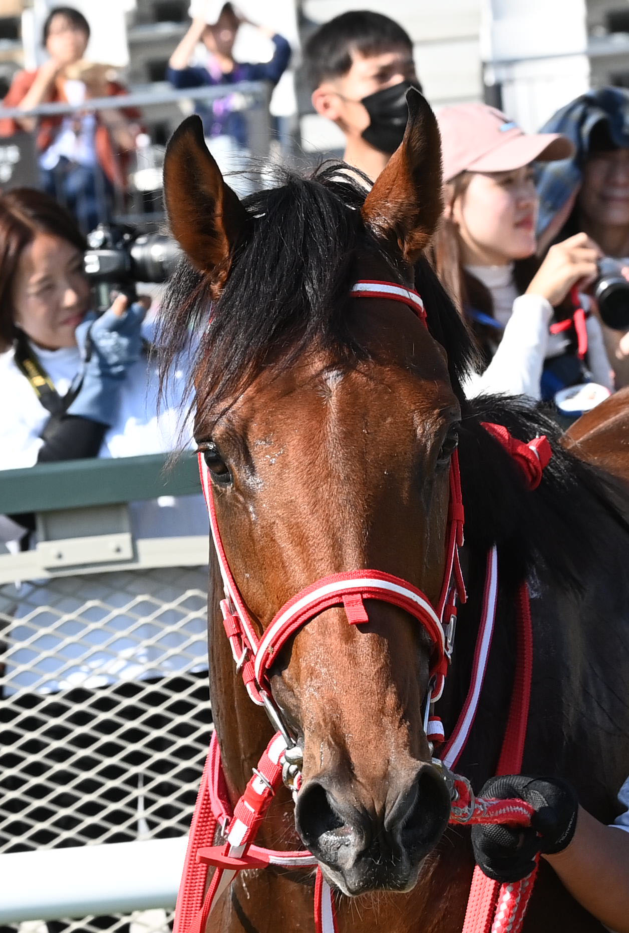 京都5R新馬戦を制したミスタージーティー（撮影・前岡正明）