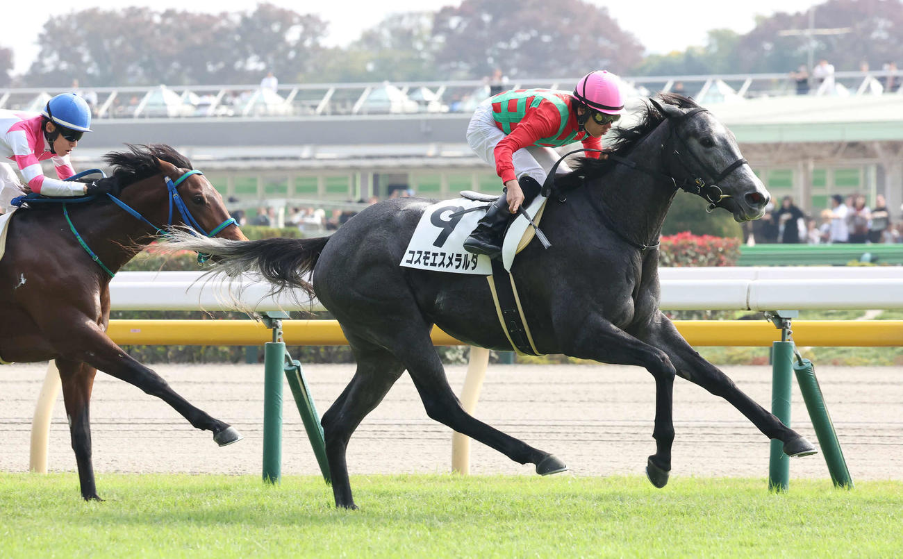 東京5R、2歳新馬戦を制したコスモエスメラルダ（撮影・丹羽敏通）