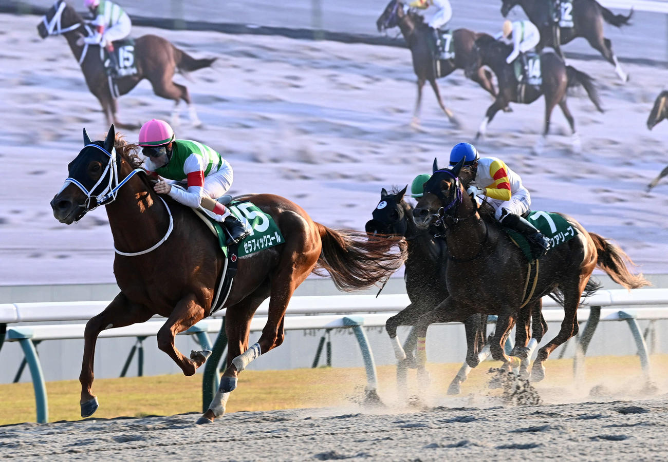 大外から一気でみやこステークスを制したセラフィックコール（撮影・前岡正明）