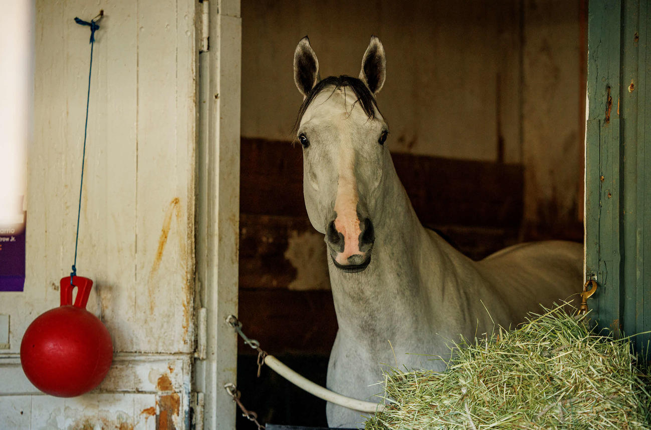 ホワイトアバリオ（C）Alex Evers／Eclipse Sportswire／Breeders Cup