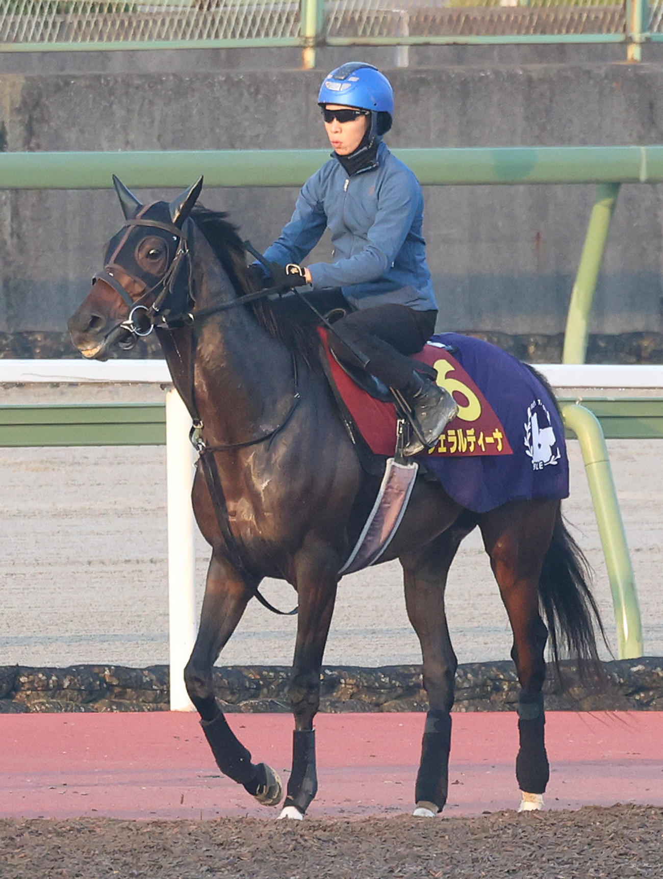 馬場入りするジェラルディーナ（2023年11月2日撮影）