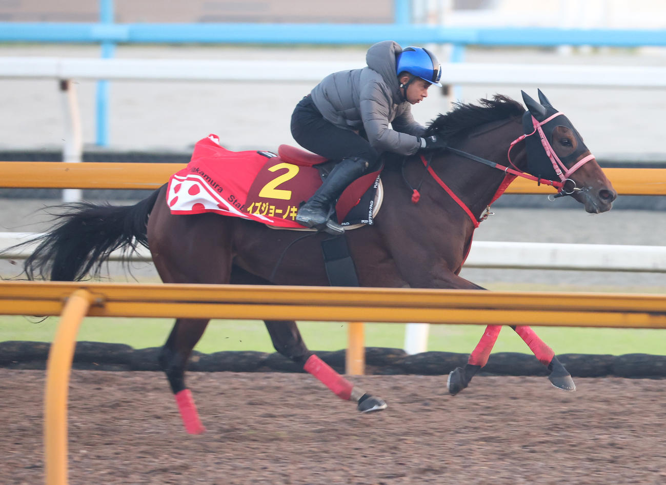 Cウッドで追い切るイズジョーノキセキ（2023年11月2日撮影）