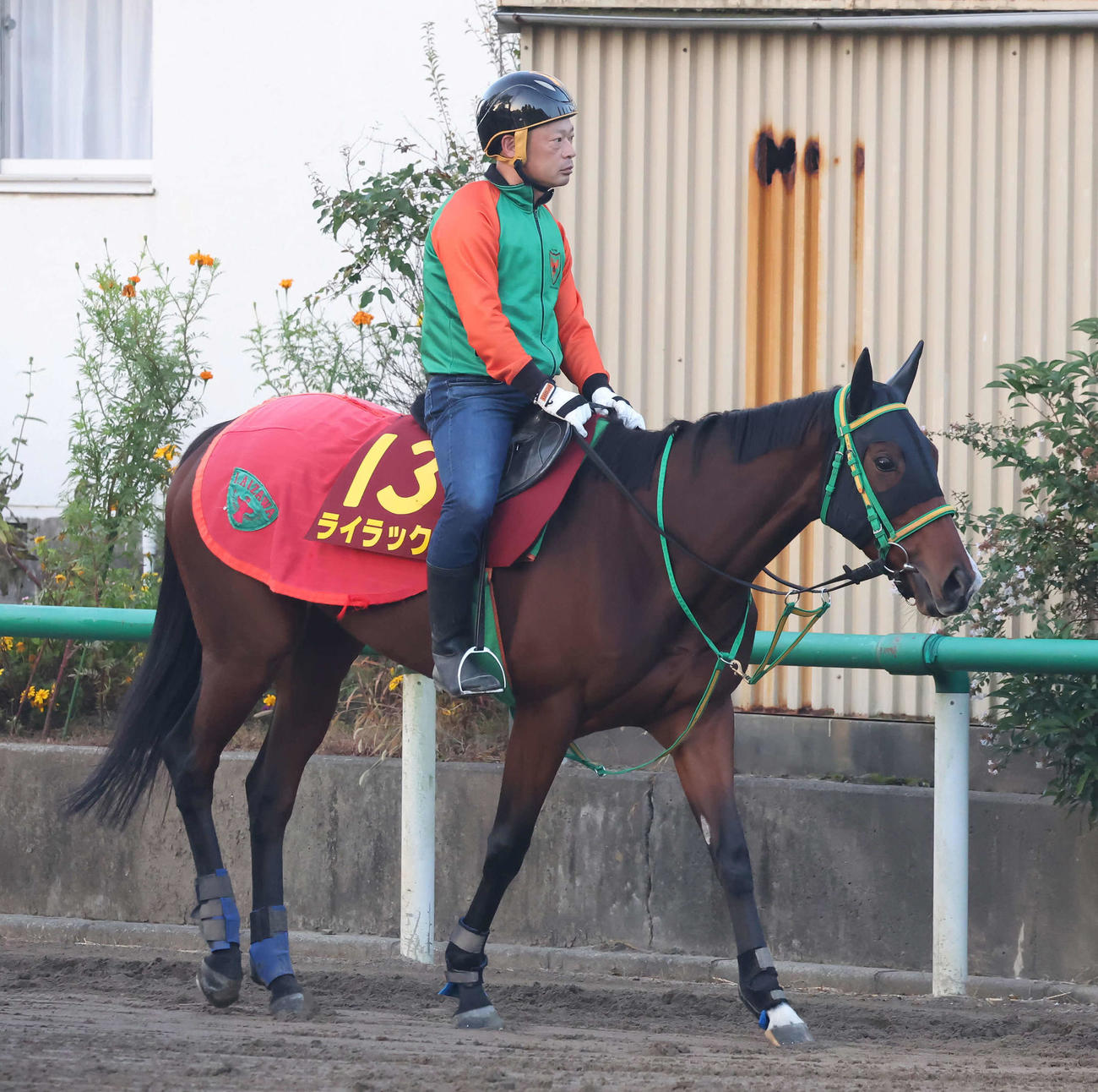ライラック（2023年11月1日撮影）