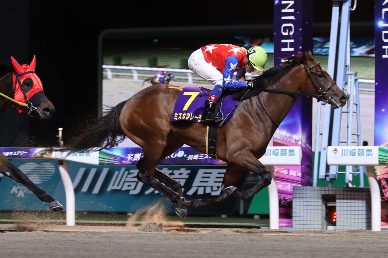 川崎11R・ローレル賞（S2）　2番手から直線で抜け出しローレル賞を制したミスカッレーラと御神本訓史騎手