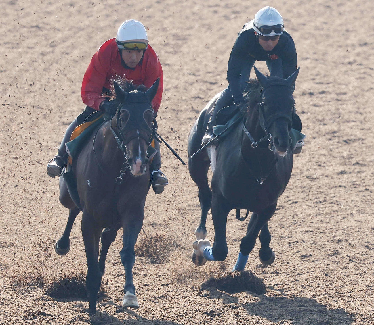 1日、クリーンエア（右）は美浦ウッドを併せ馬で追い切られた
