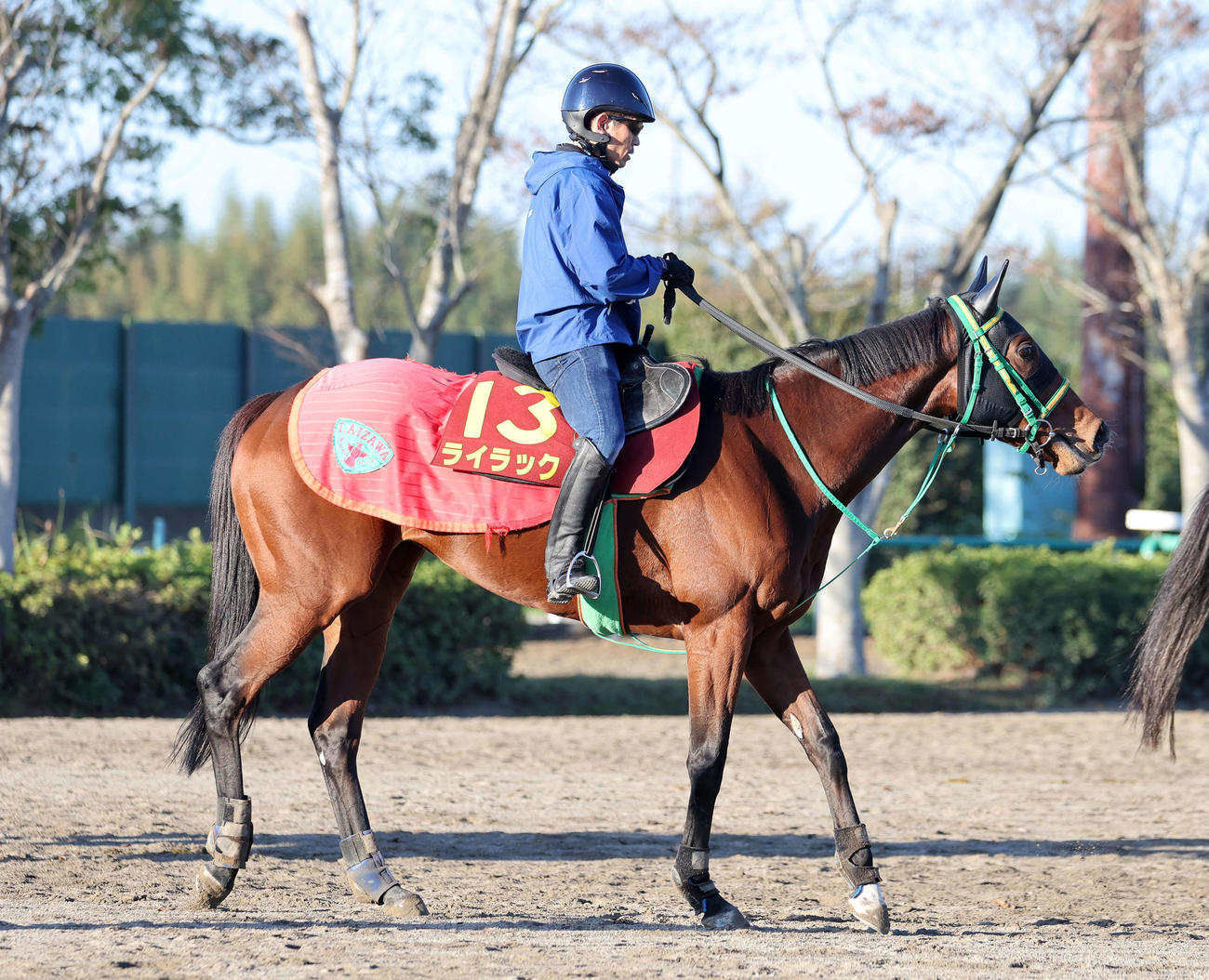 乗り運動するライラック（撮影・鈴木正人）