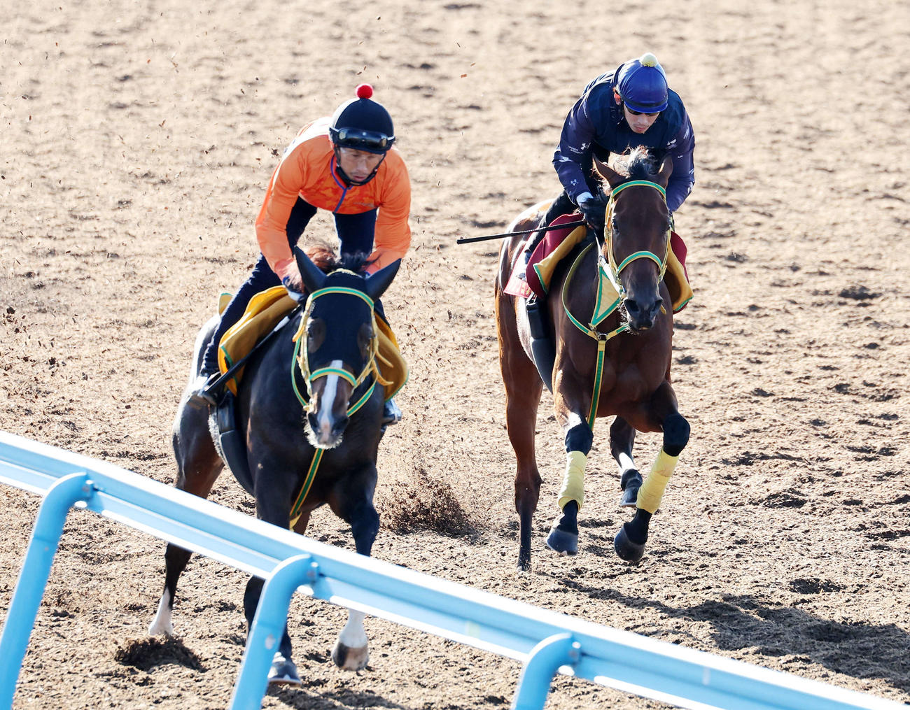 美浦ウッドで併せて追い切るシンリョクカ（右）（撮影・鈴木正人）