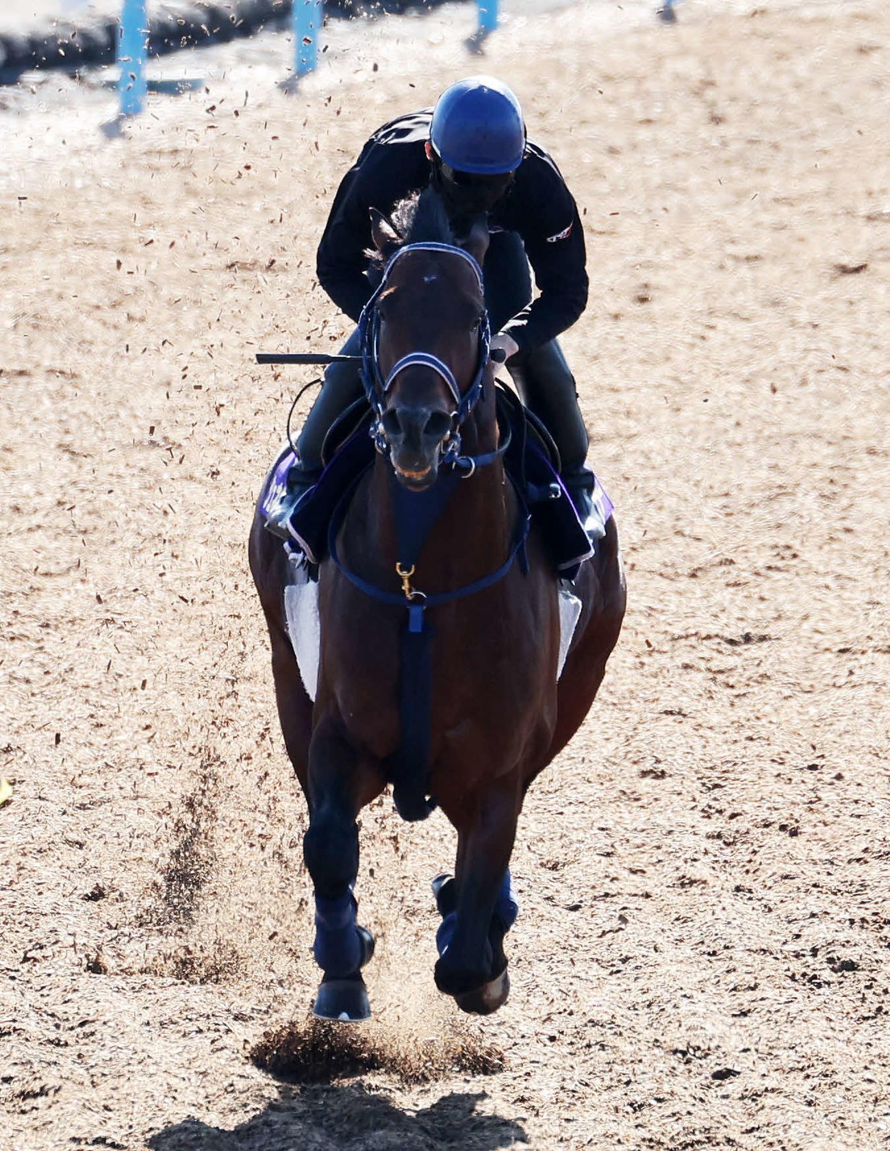 美浦ウッドで追い切るシュネルマイスター（撮影・鈴木正人）