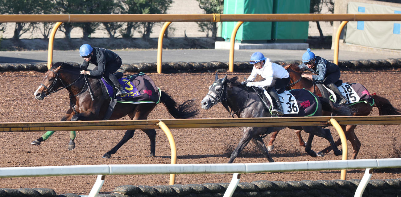 西村淳騎手を背にCウッドにて3頭併せで追い切るエルトンバローズ（左）