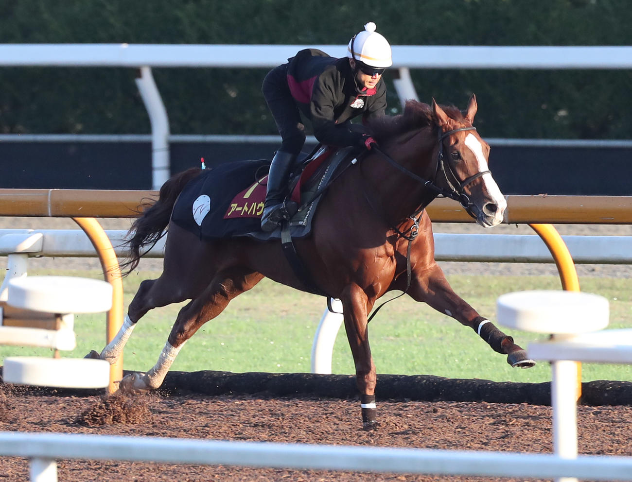 Cウッドを単走で追い切るアートハウス（撮影・白石智彦）