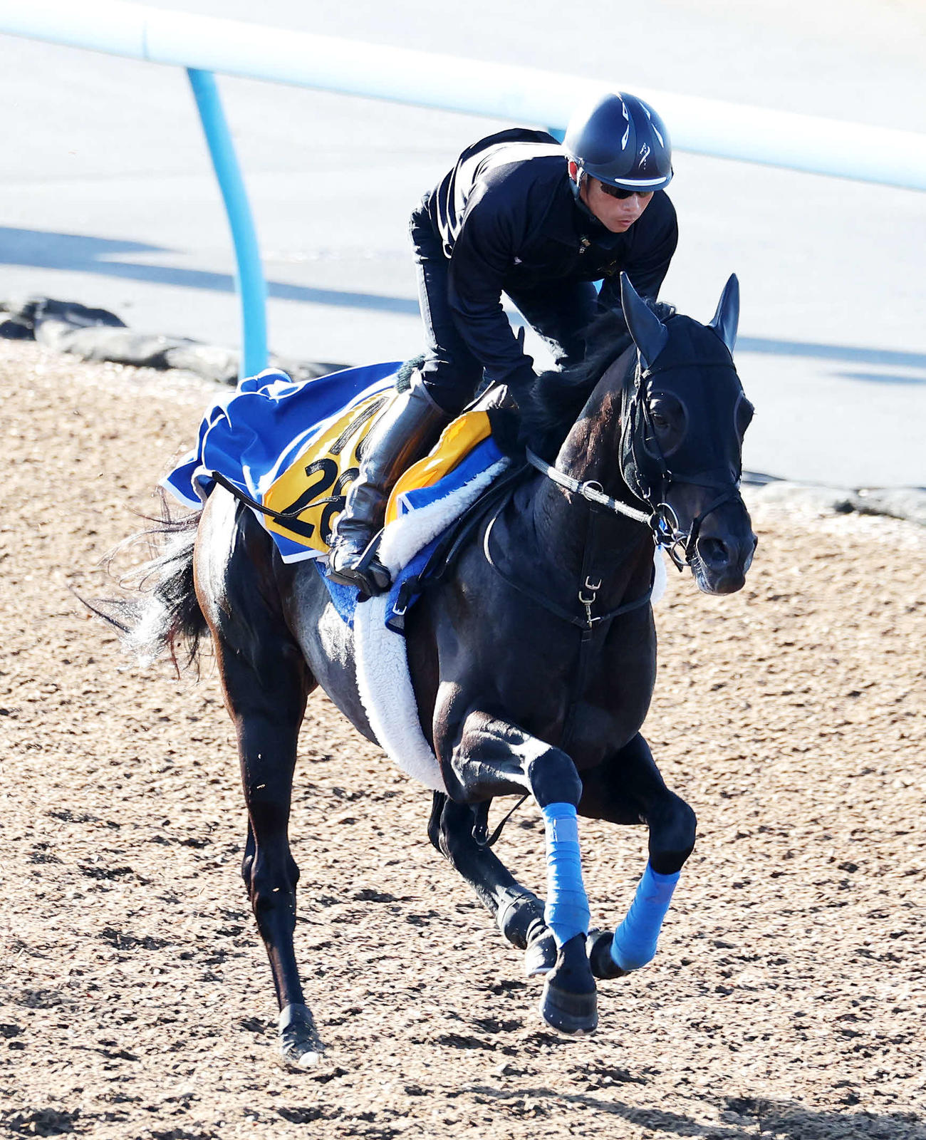 美浦ウッドで追い切るタイセイサムソン（2023年11月8日）