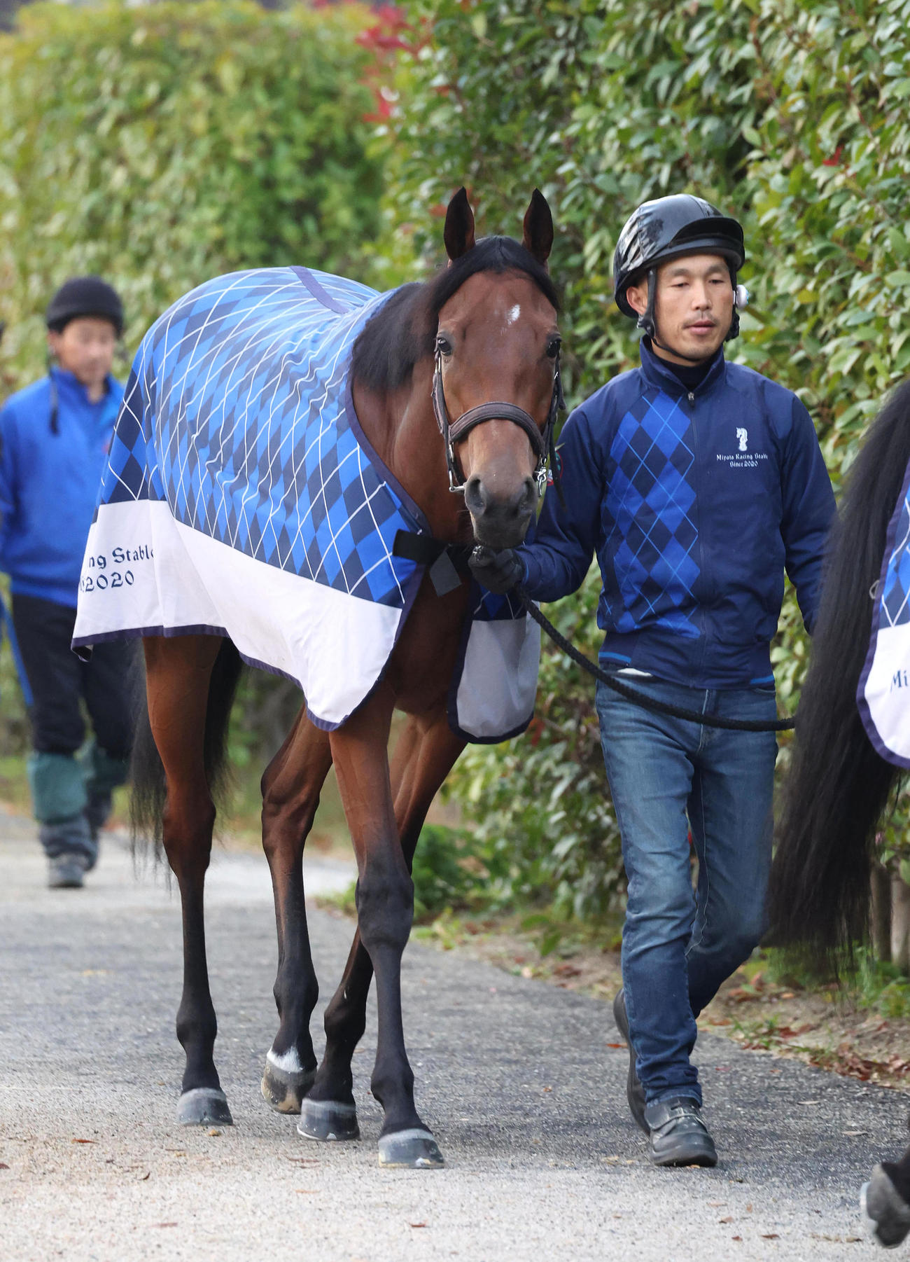 厩舎周りで運動するブレイディヴェーグ（撮影・白石智彦）