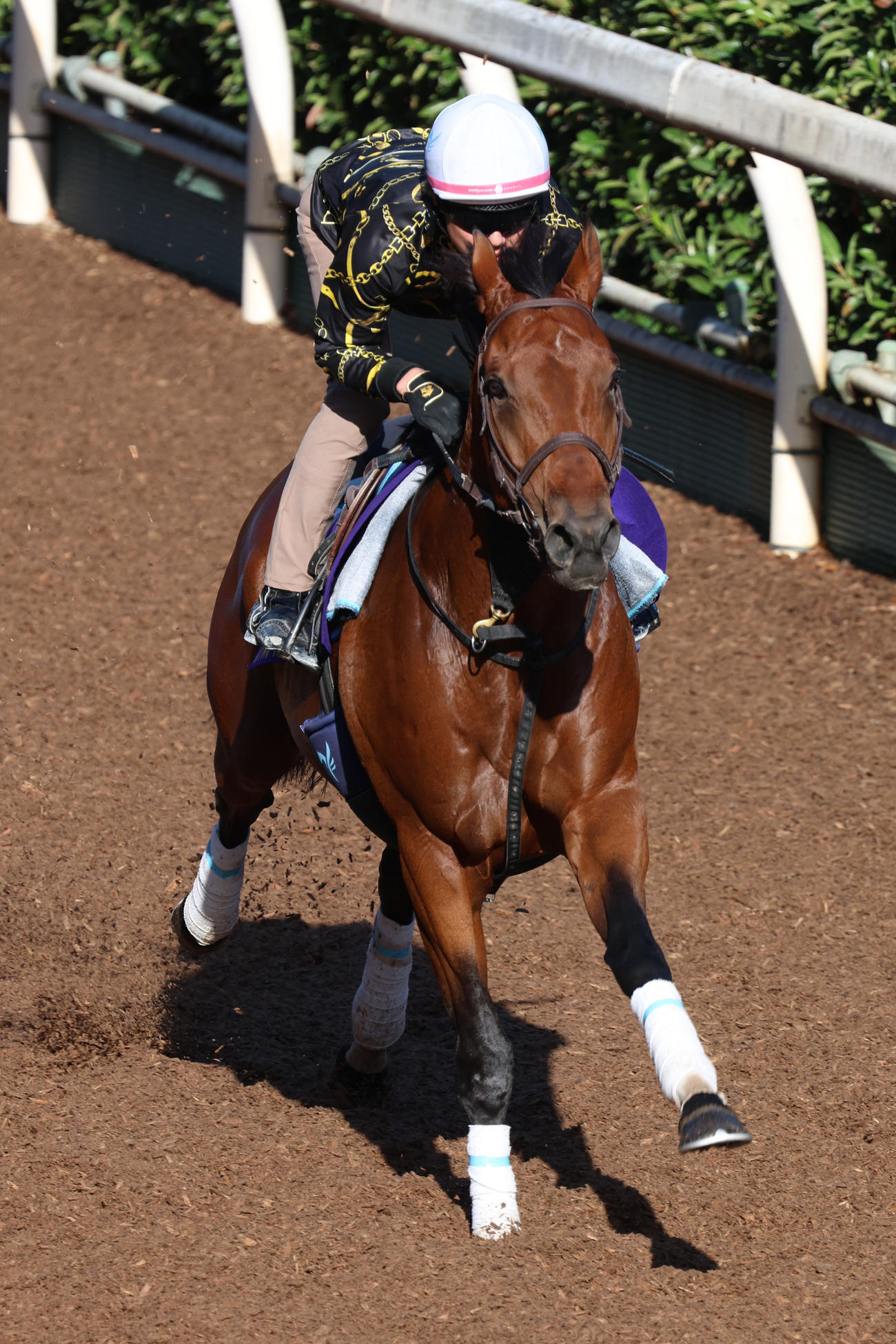 安田翔伍調教師が騎乗し、坂路を馬なりで流したジャスティンカフェ