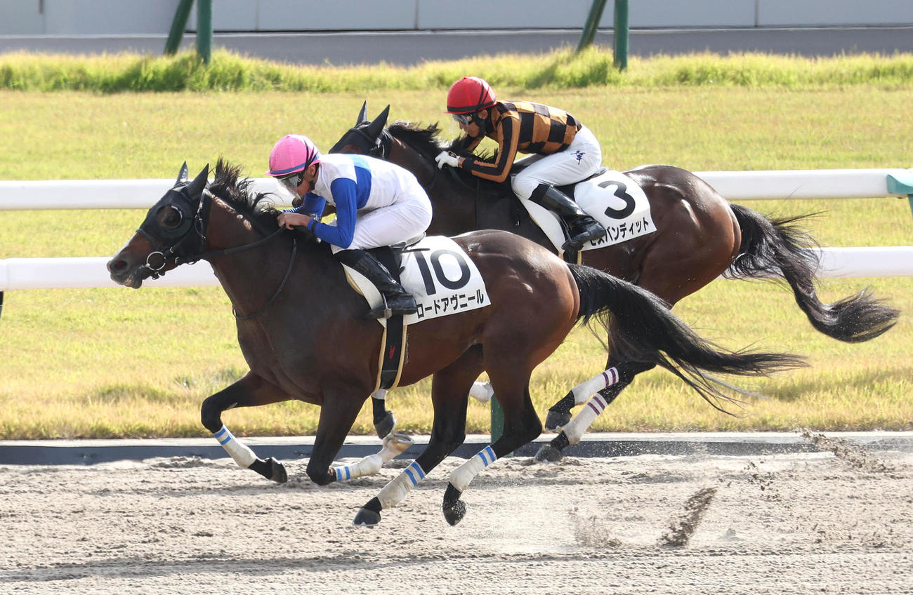 京都6R、1コーナーの不利を覆して勝利したロードアヴニール（右）（撮影・白石智彦）