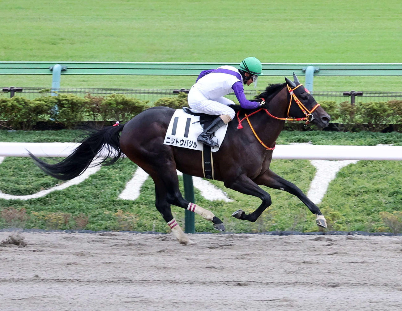 東京7R・1勝クラスを制したニットウバジルと柴田善臣騎手（撮影・鈴木正人）
