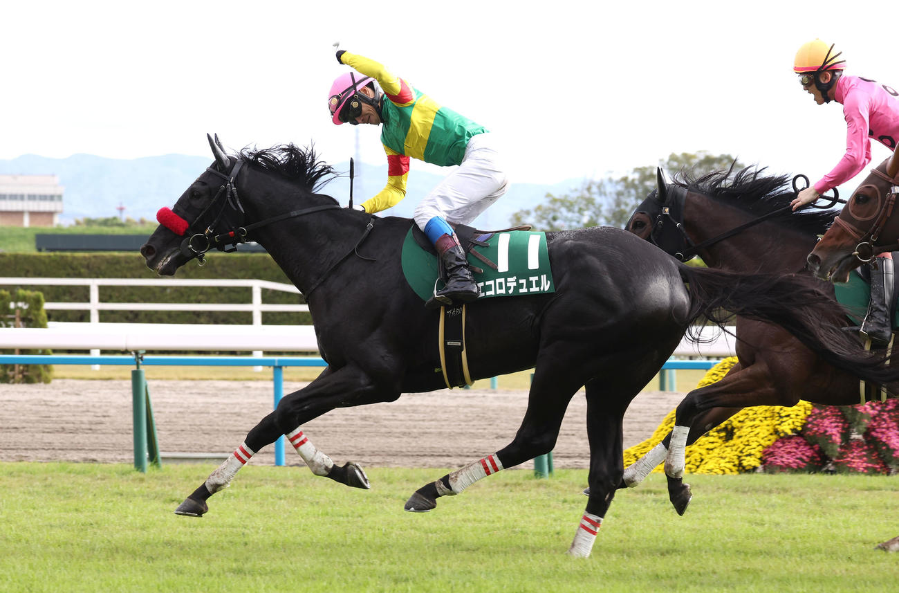 エコロデュエルで京都ジャンプSを制しガッツポーズする草野騎手（撮影・白石智彦）
