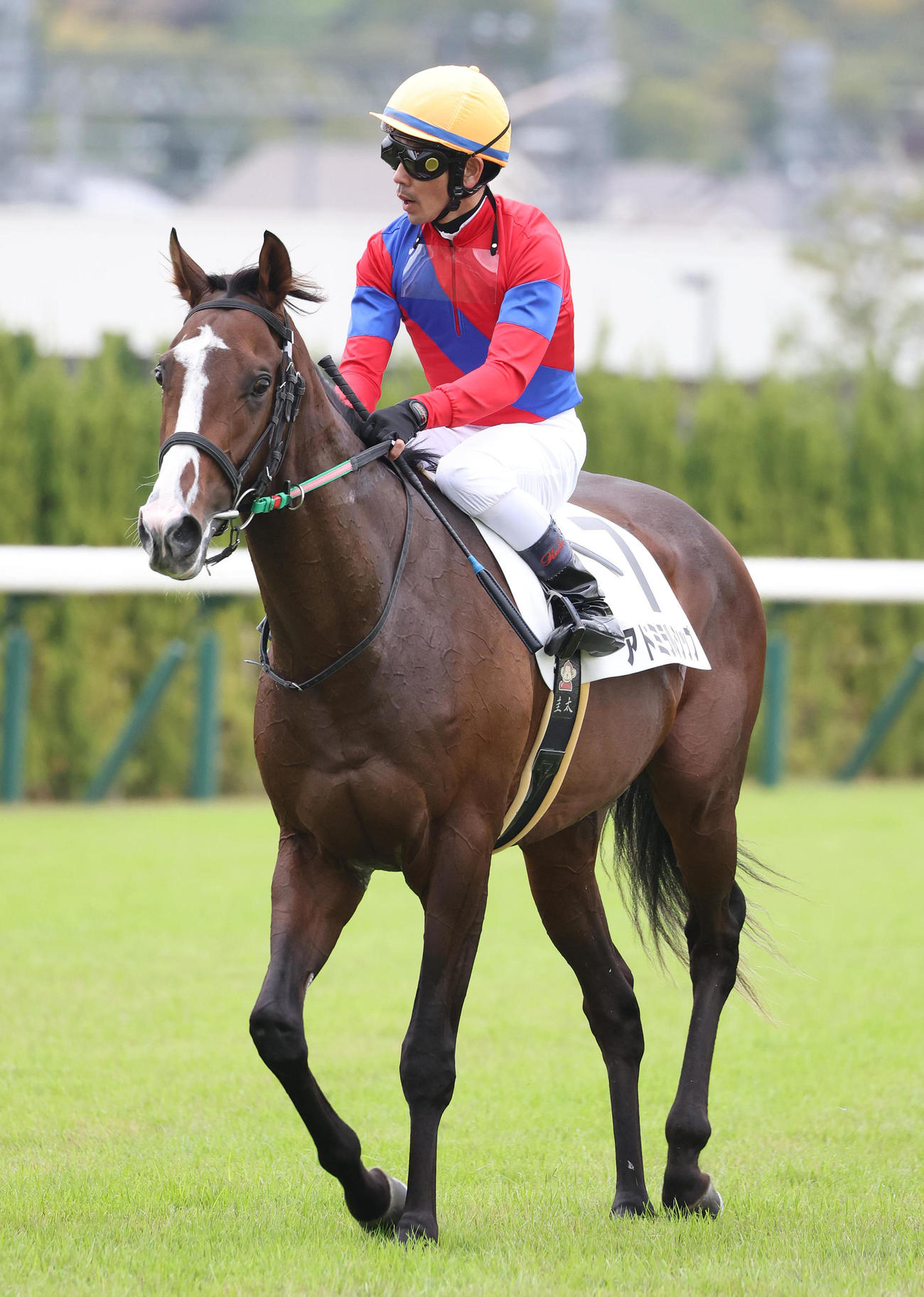 京都5R新馬戦を勝利したアドミラルシップ（撮影・白石智彦）