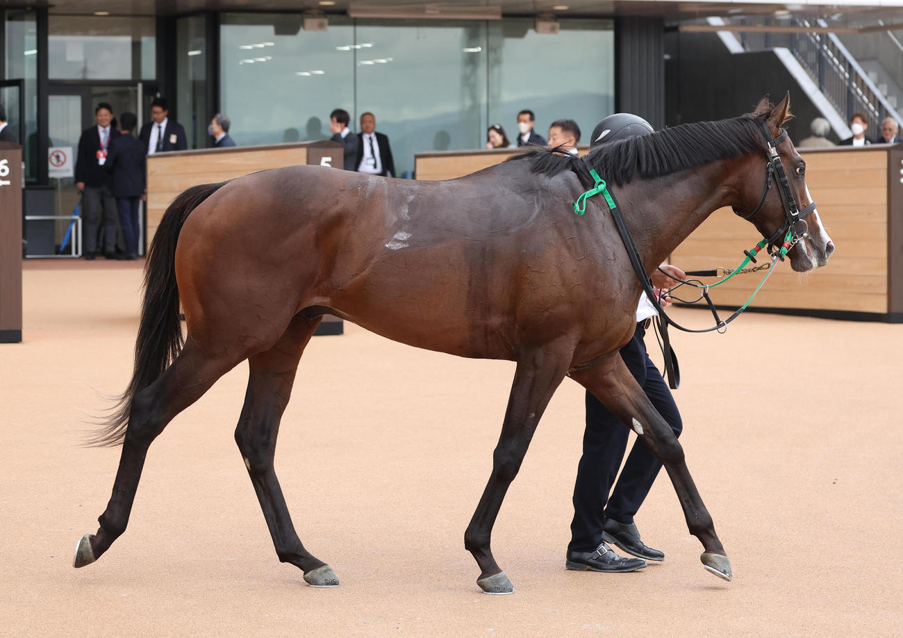 京都5R新馬戦を勝利したアドミラルシップ（撮影・白石智彦）
