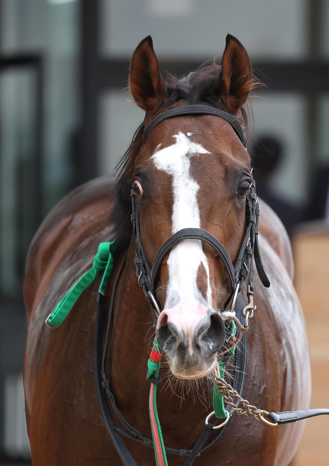 京都5R新馬戦を勝利したアドミラルシップ（撮影・白石智彦）