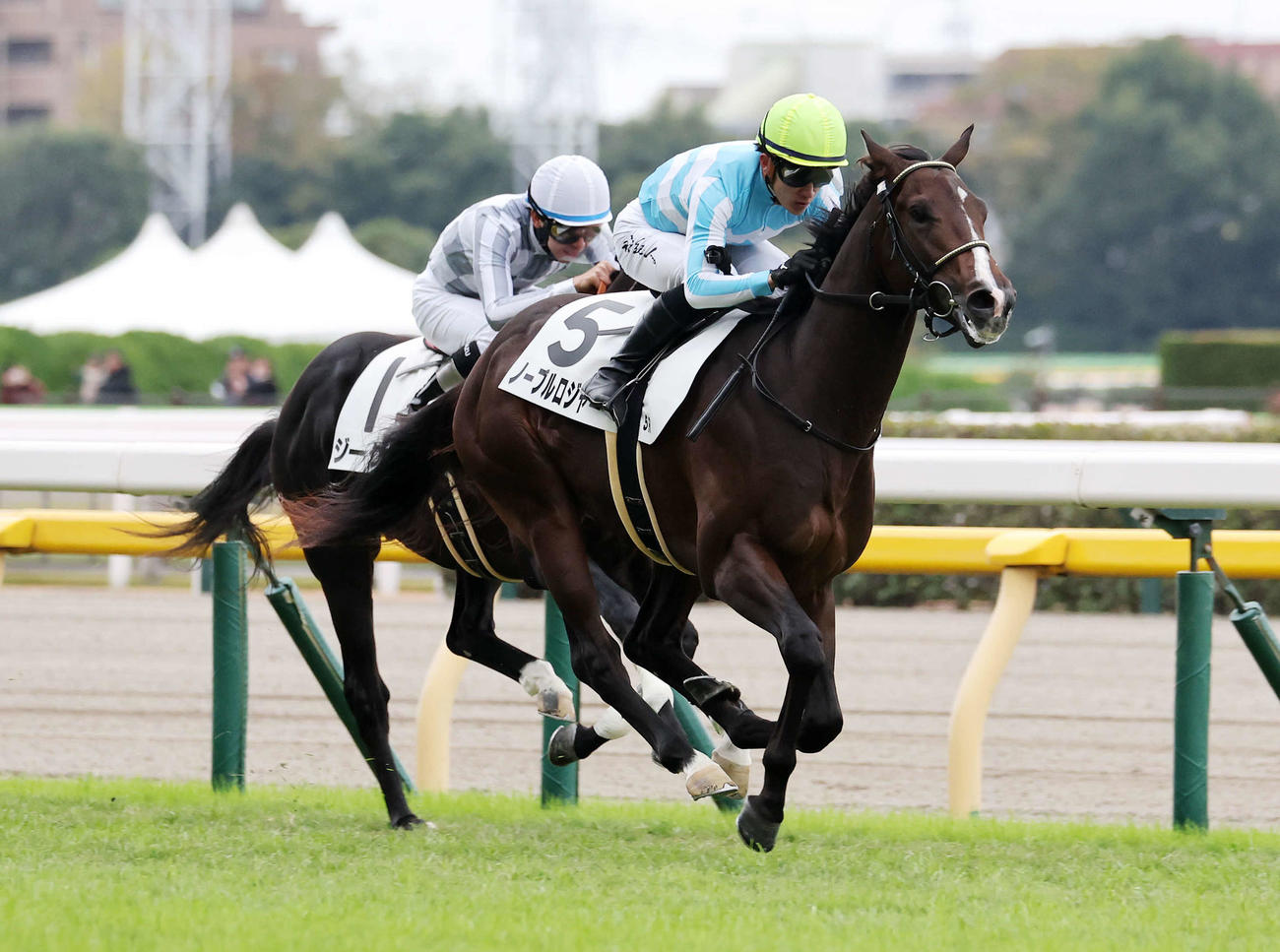 東京5R新馬戦を制したノーブルロジャー（右）と石川裕紀人騎手（撮影・鈴木正人）