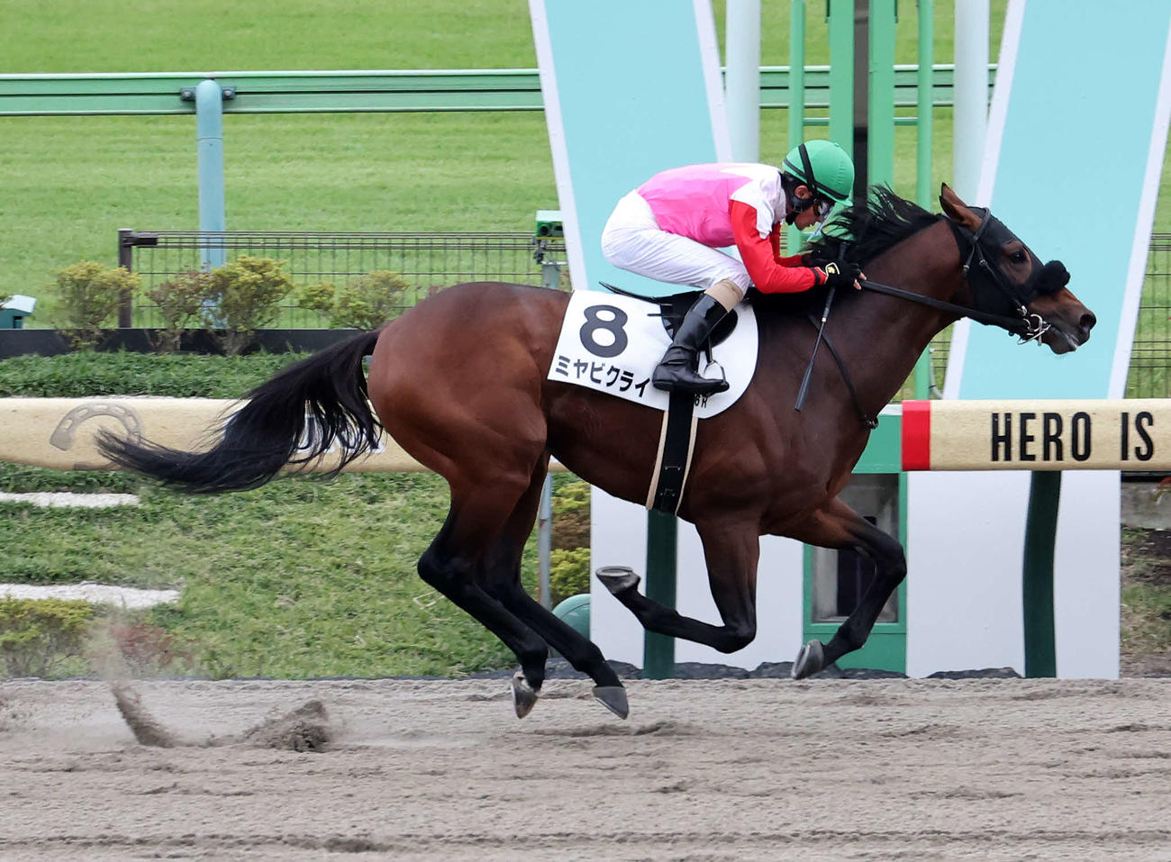 東京6R・1勝クラスを制したミヤビクライと柴田善臣騎手（撮影・鈴木正人）