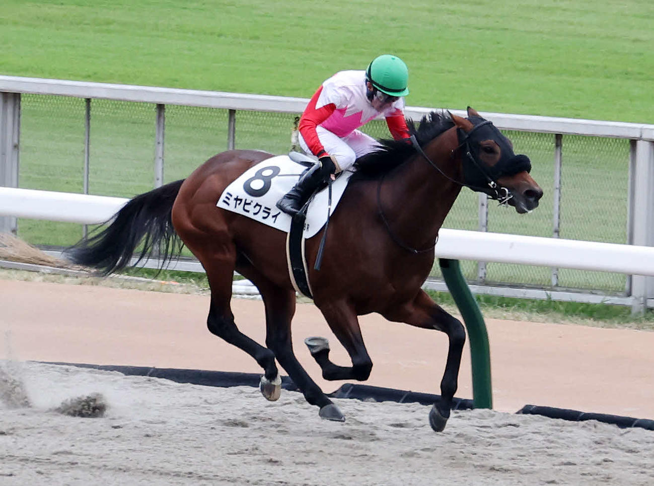 東京6R・1勝クラスを制したミヤビクライと柴田善臣騎手（撮影・鈴木正人）