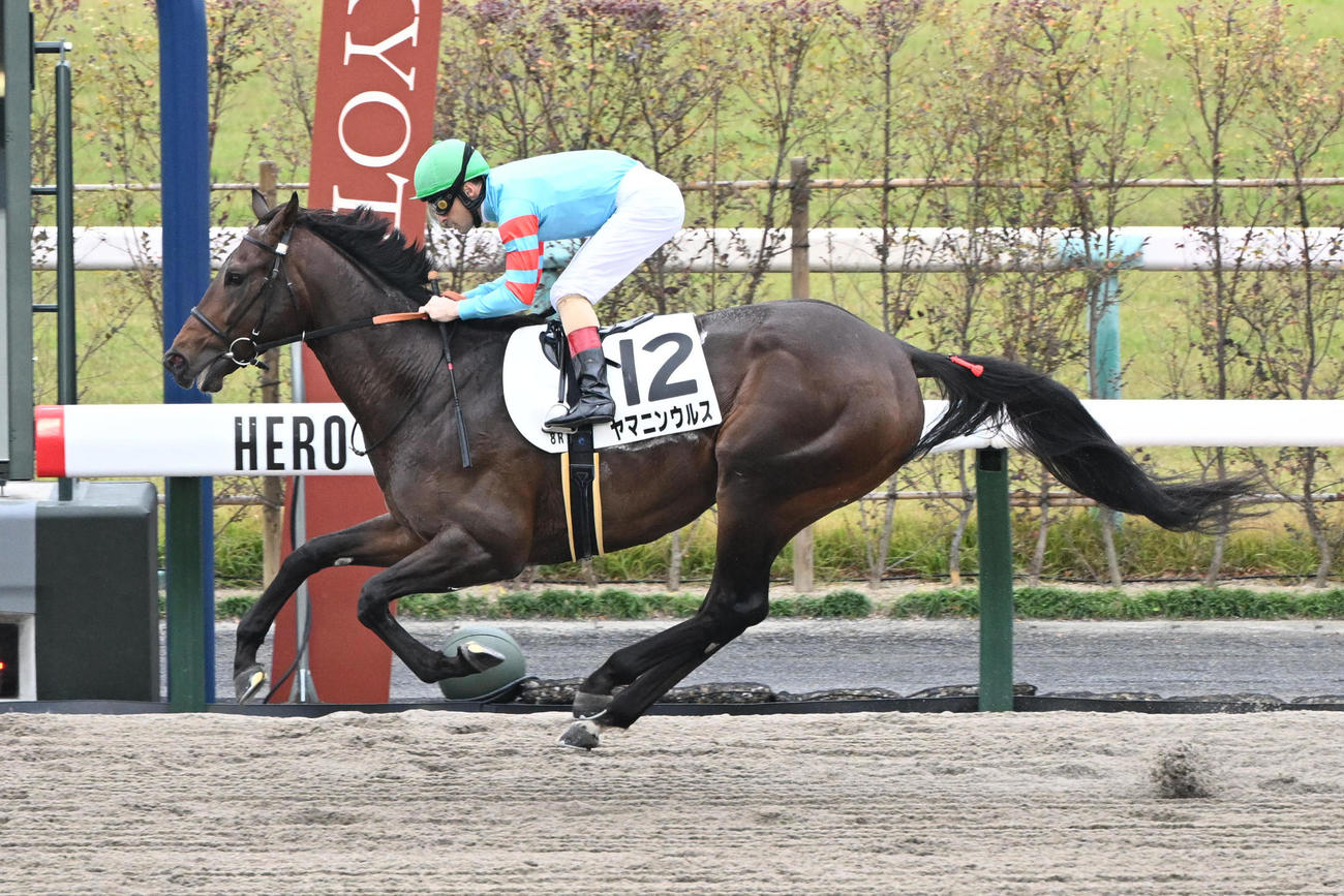 京都8R、他馬を寄せ付けず勝利したヤマニンウルス（撮影・和賀正仁）