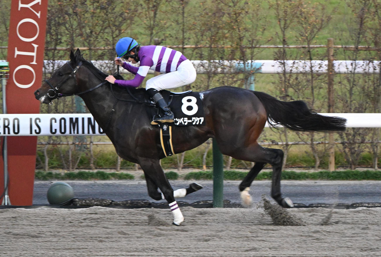 直線で他馬を突き放しドンカスターカップを制するエンペラーワケア（撮影・和賀正仁）