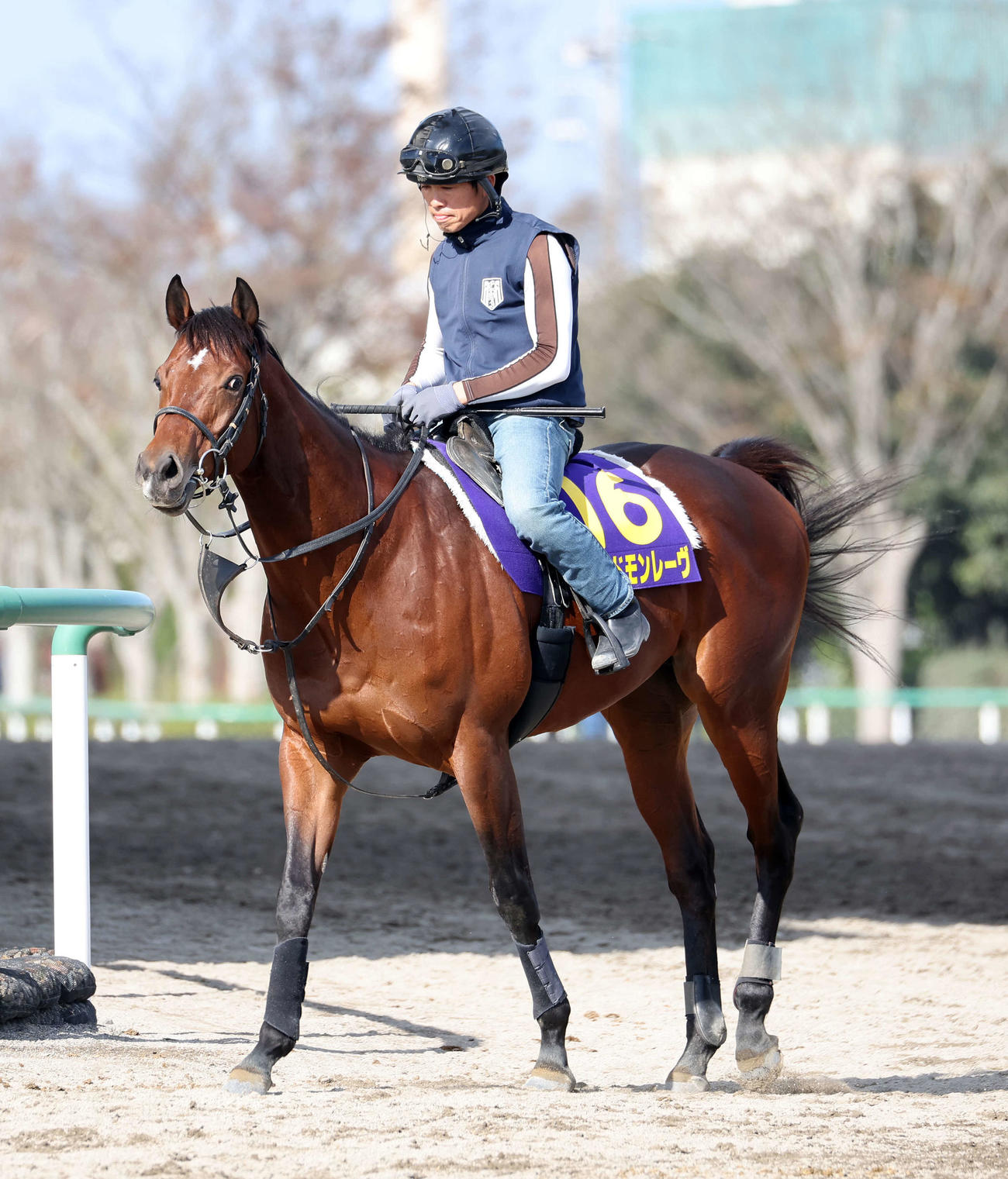 乗り運動するレッドモンレーヴ（2023年11月9日撮影）