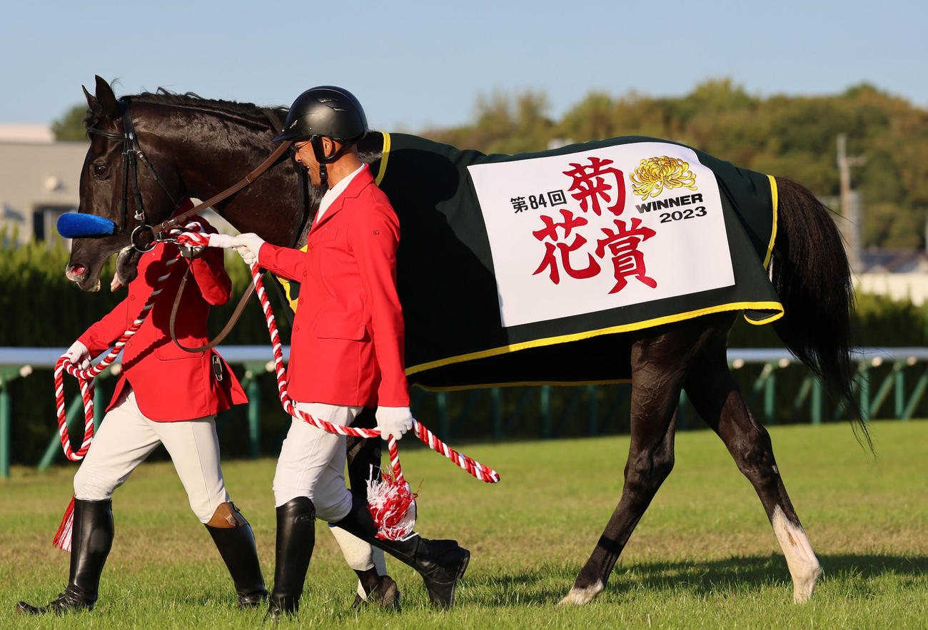 菊花賞を制したドゥレッツァ（2023年10月22日撮影）