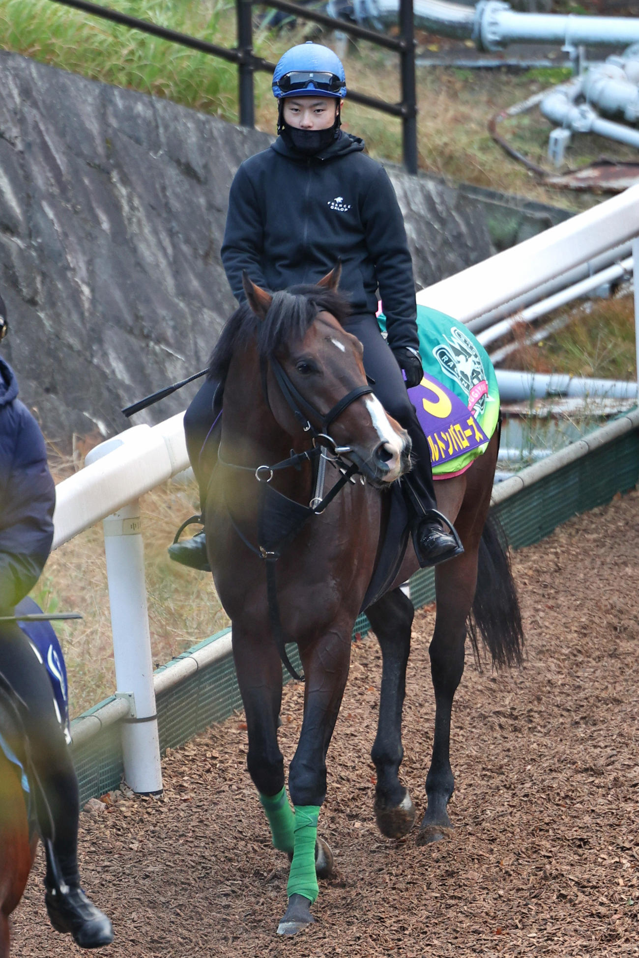マイルチャンピオンシップ　西村淳也騎手が騎乗し、坂路へ向かうエルトンバローズ。　※3共（カメラ・高橋　由二）報知写真部　2023年11月15日撮影＝栗東トレーニングセンター