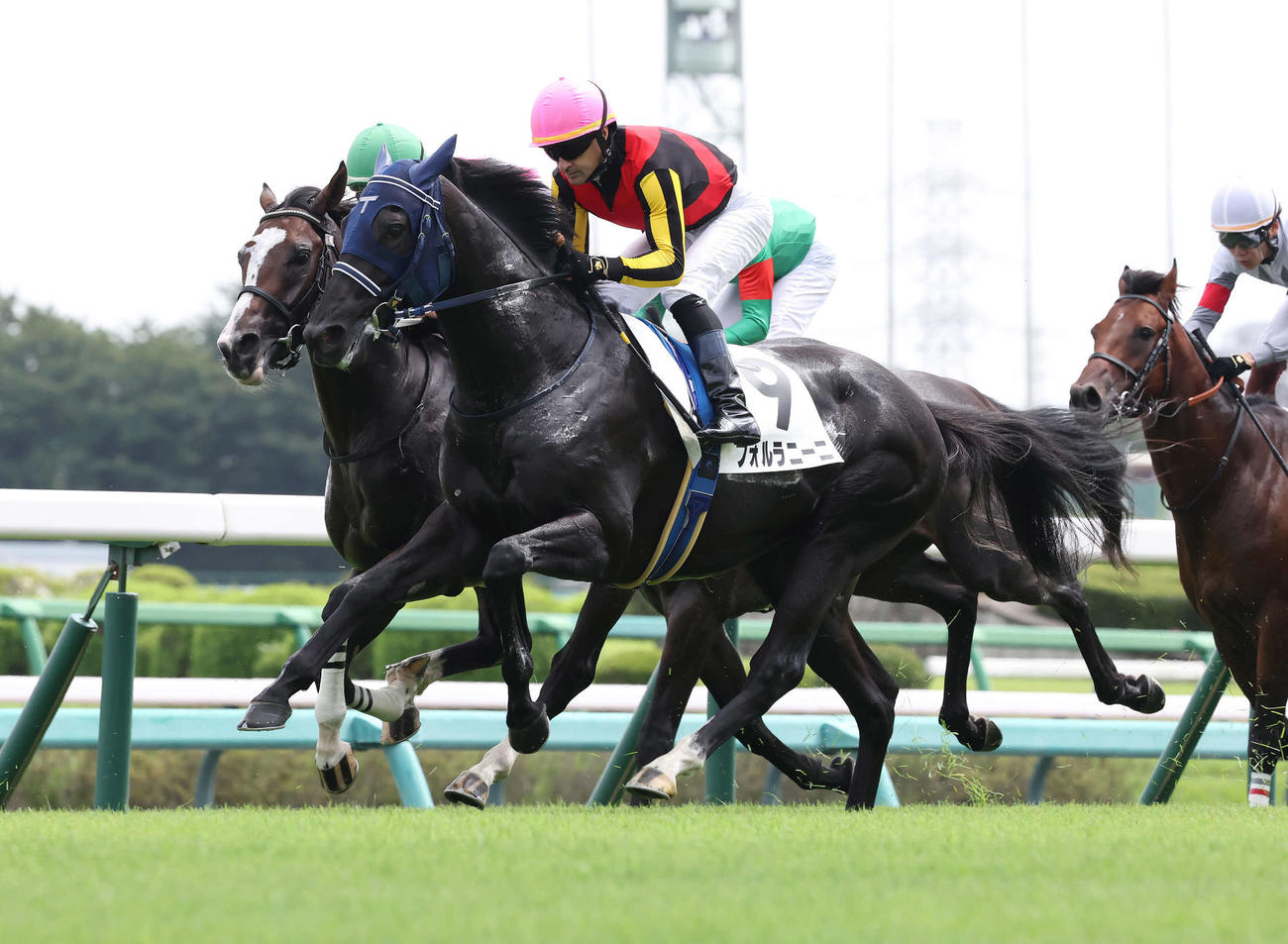 9月、新馬戦に出走したフォルラニーニ