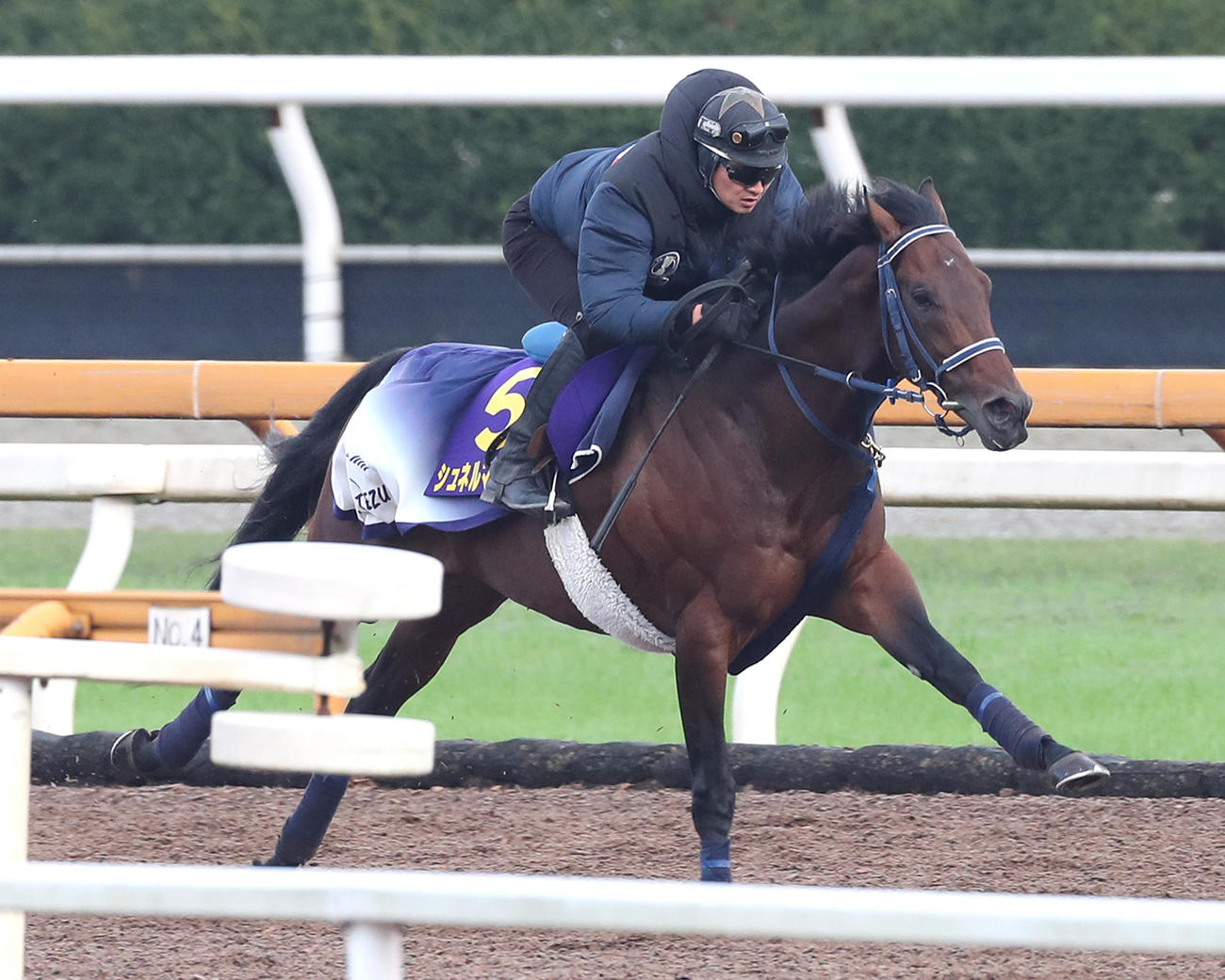 Cウッドを単走で追い切るシュネルマイスター（撮影・白石智彦）