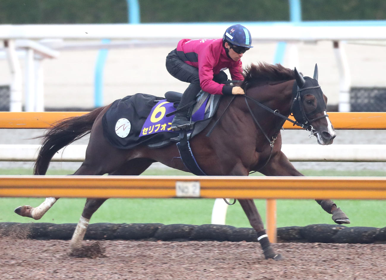 川田騎手を背にCウッドを併せ馬で追い切るセリフォス（撮影・白石智彦）