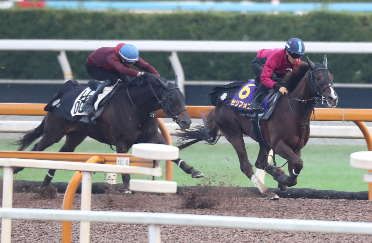 川田騎手を背にCウッドをスーリールダンジュ（左）と併せ馬で追い切るセリフォス（撮影・白石智彦）