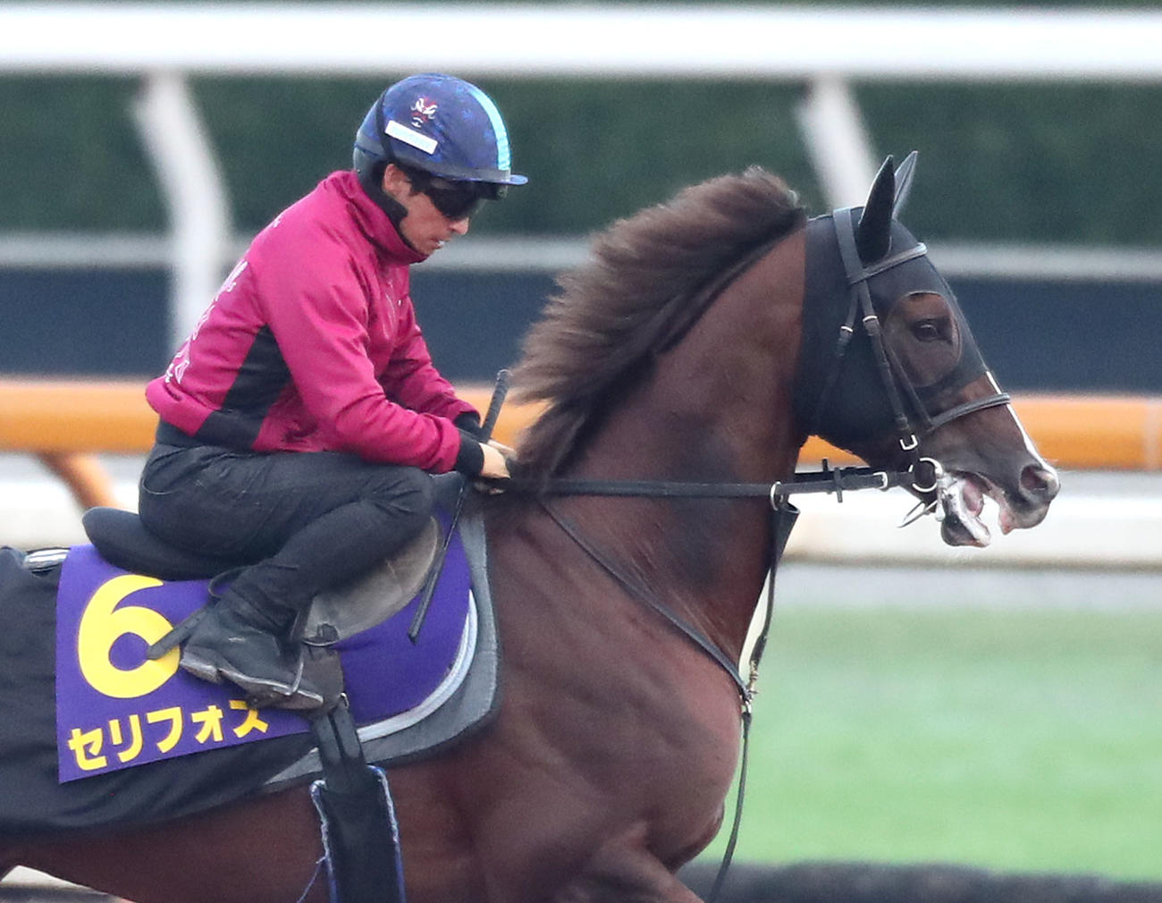 川田騎手を背に馬場入りするセリフォス（撮影・白石智彦）