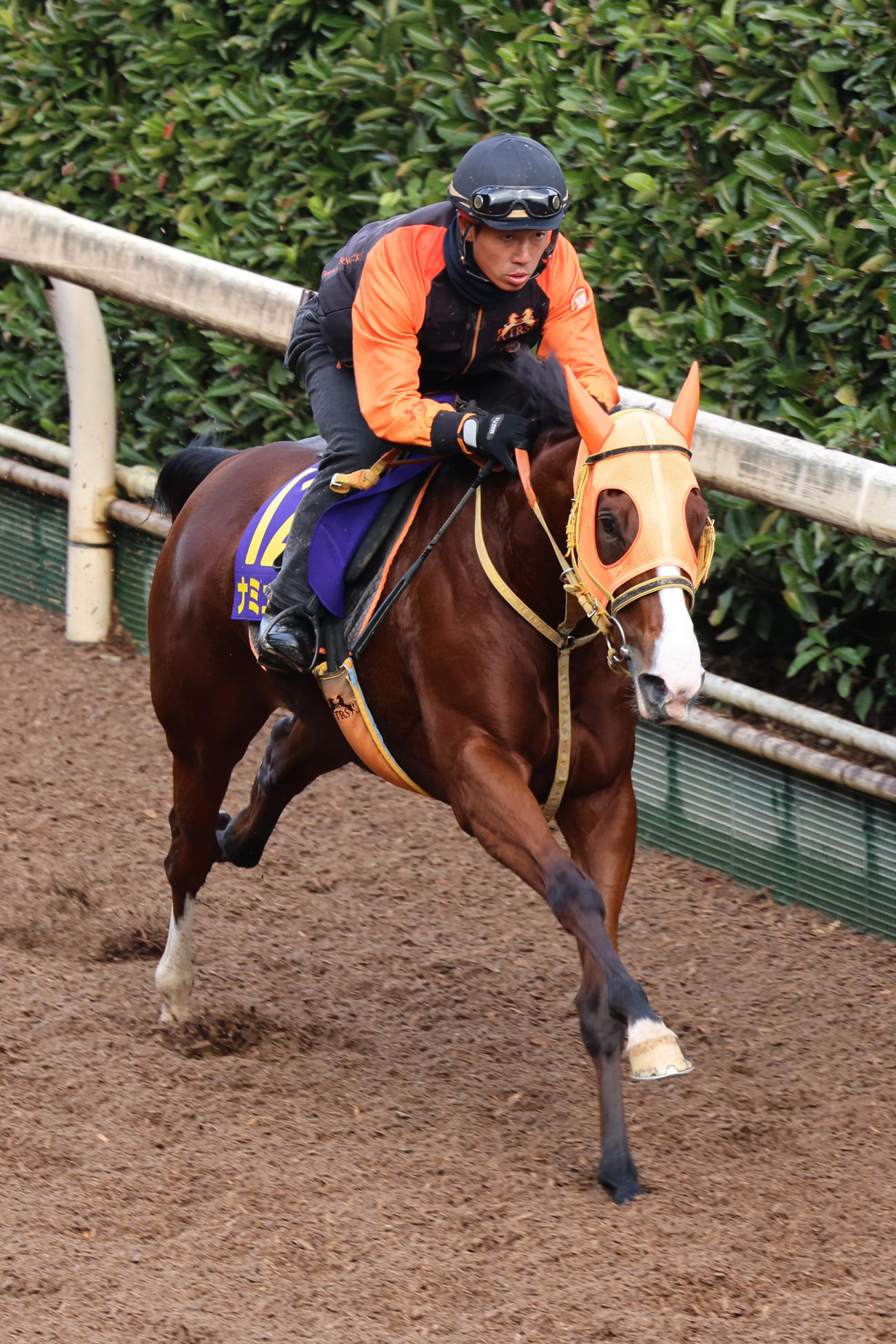 坂路で追い切られるナミュール