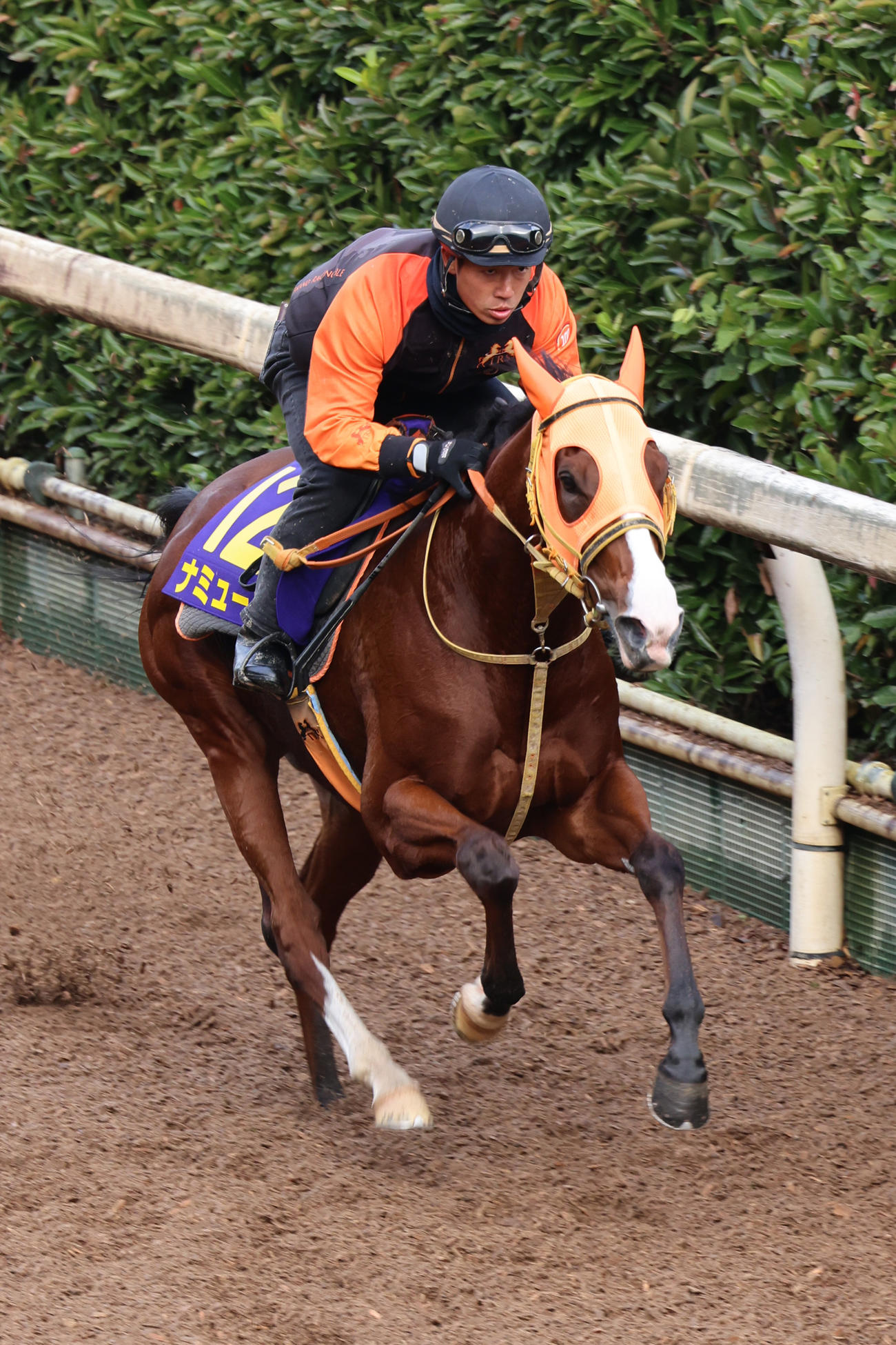 坂路で追い切られるナミュール