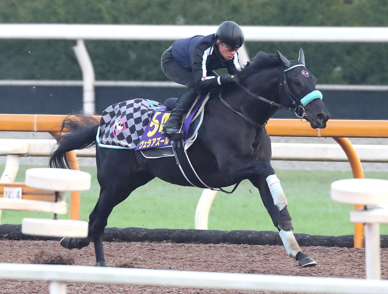 Cウッドを単走で追い切るヴェラアズール（撮影・白石智彦）