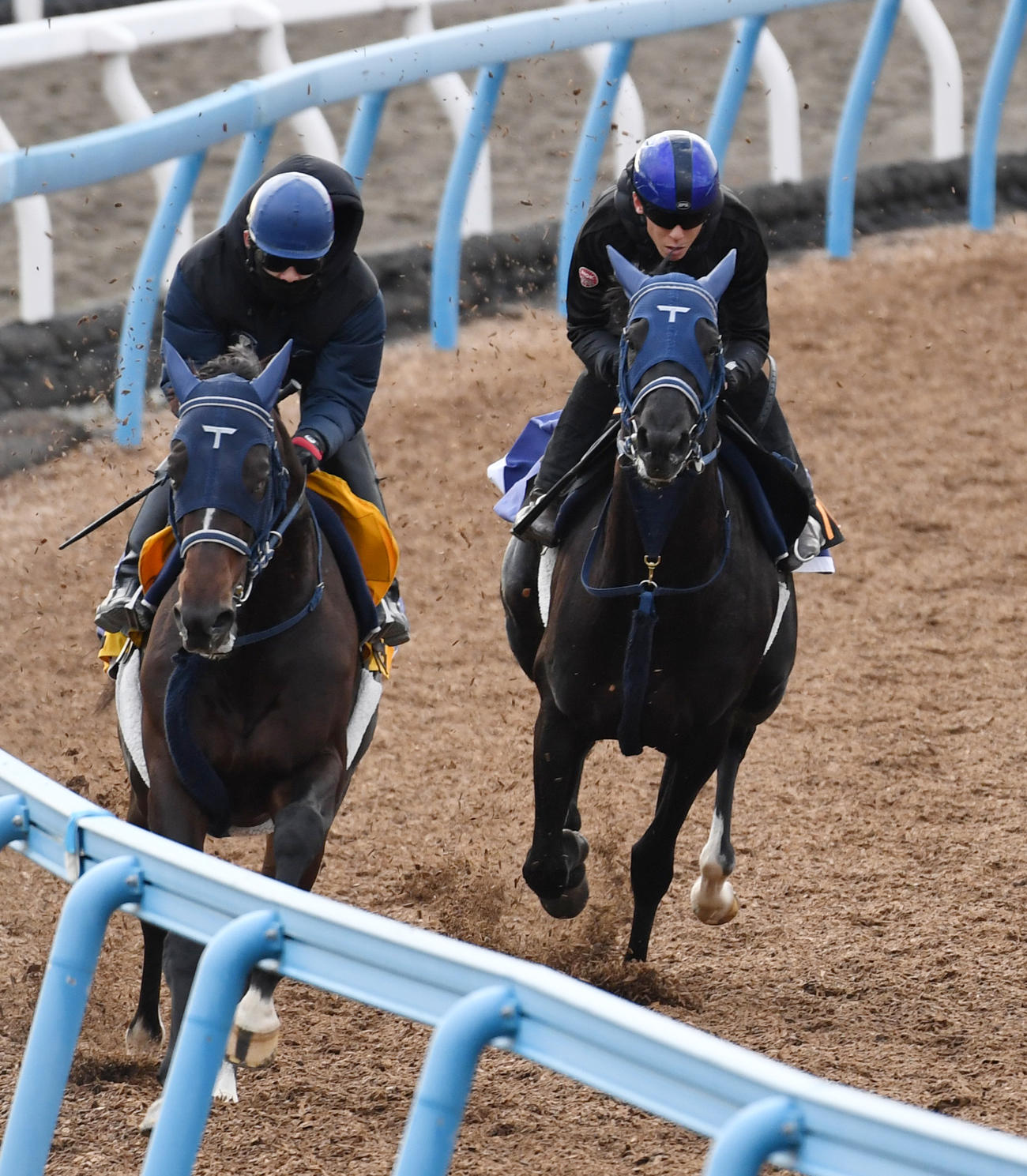 フォルラニーニ（右）はレヴォルタードと併せて追い切る（撮影・柴田隆二）