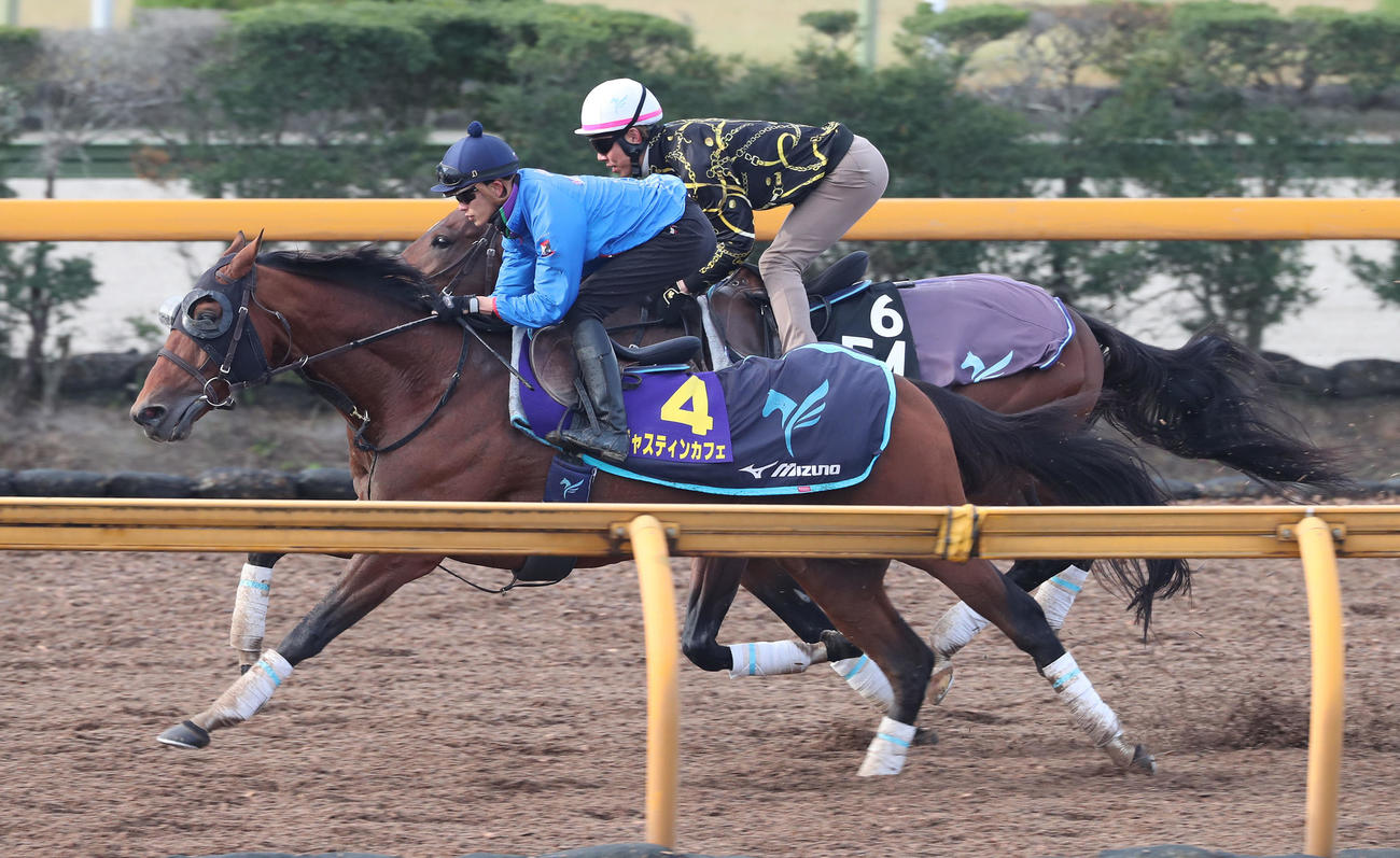 坂井騎手を背にCウッドをタイセイレスポンス（右）と追い切るジャスティンカフェ（撮影・白石智彦）