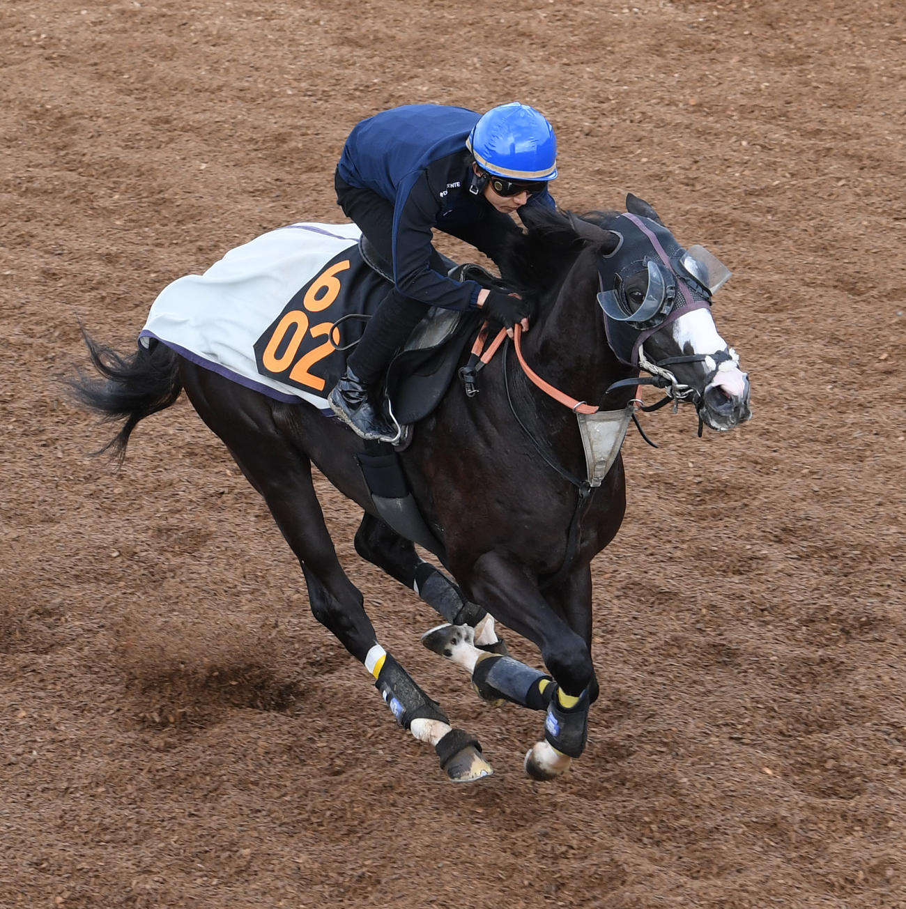 坂路で追い切るシュトラウス（撮影・柴田隆二）