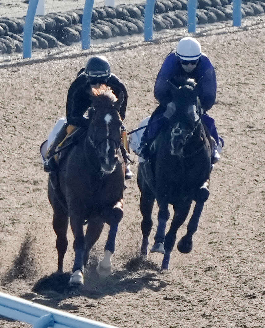 横山和騎手を背にタイトルホルダー（右）はメジャークロニクルと併せて追い切る（撮影・柴田隆二）