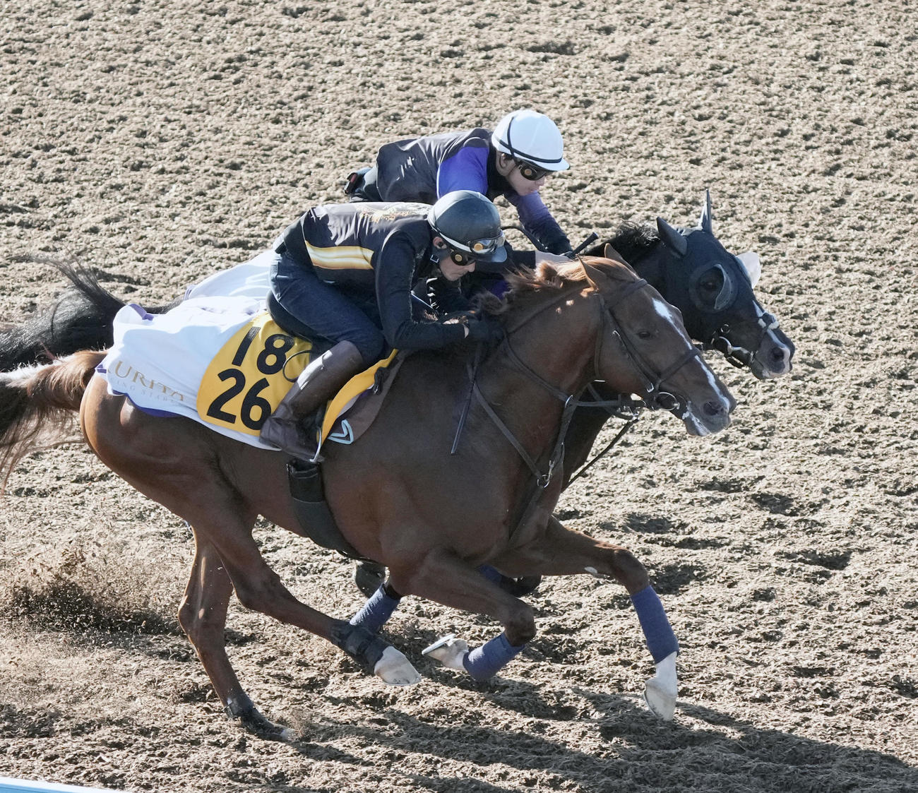 横山和騎手を背にタイトルホルダー（奥）はメジャークロニクルと併せて追い切る（撮影・柴田隆二）