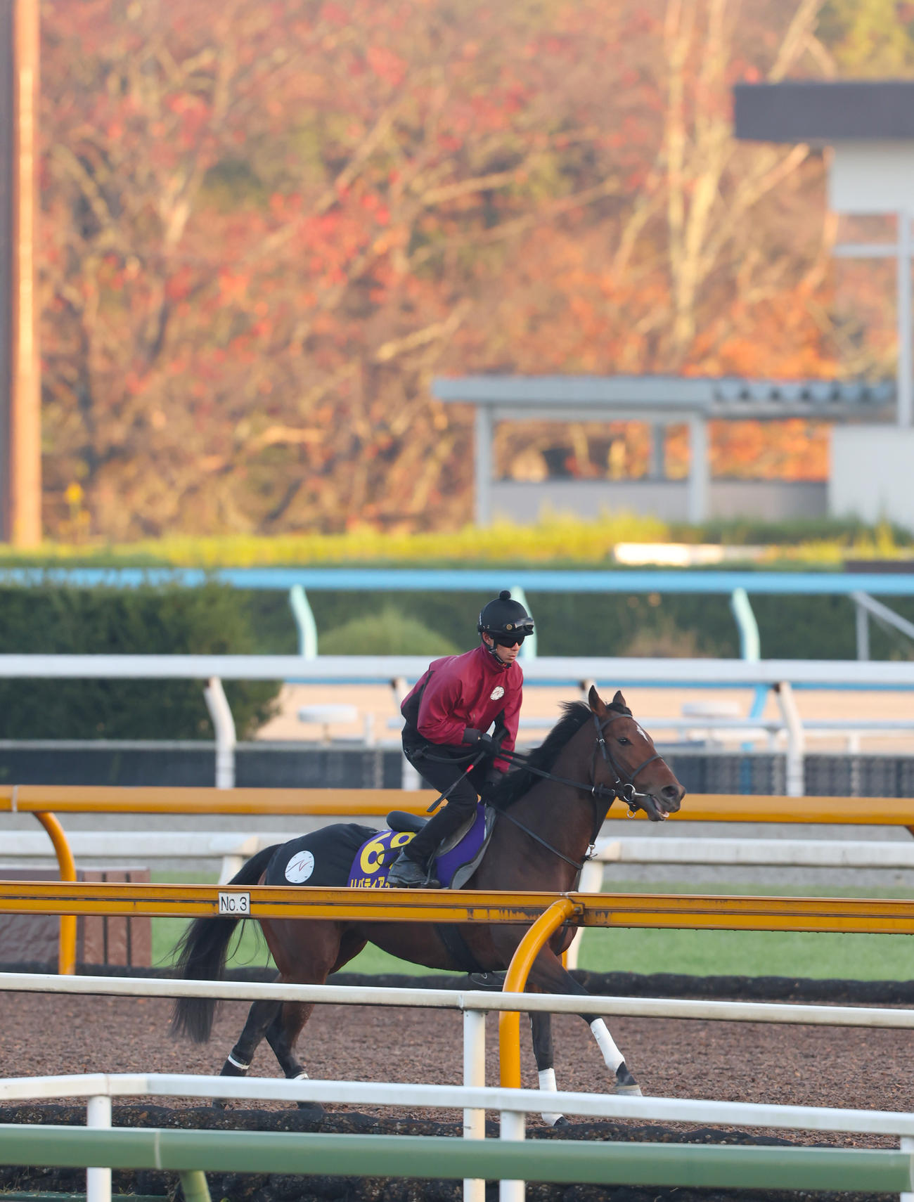 紅葉の中、馬場入りするリバティアイランド