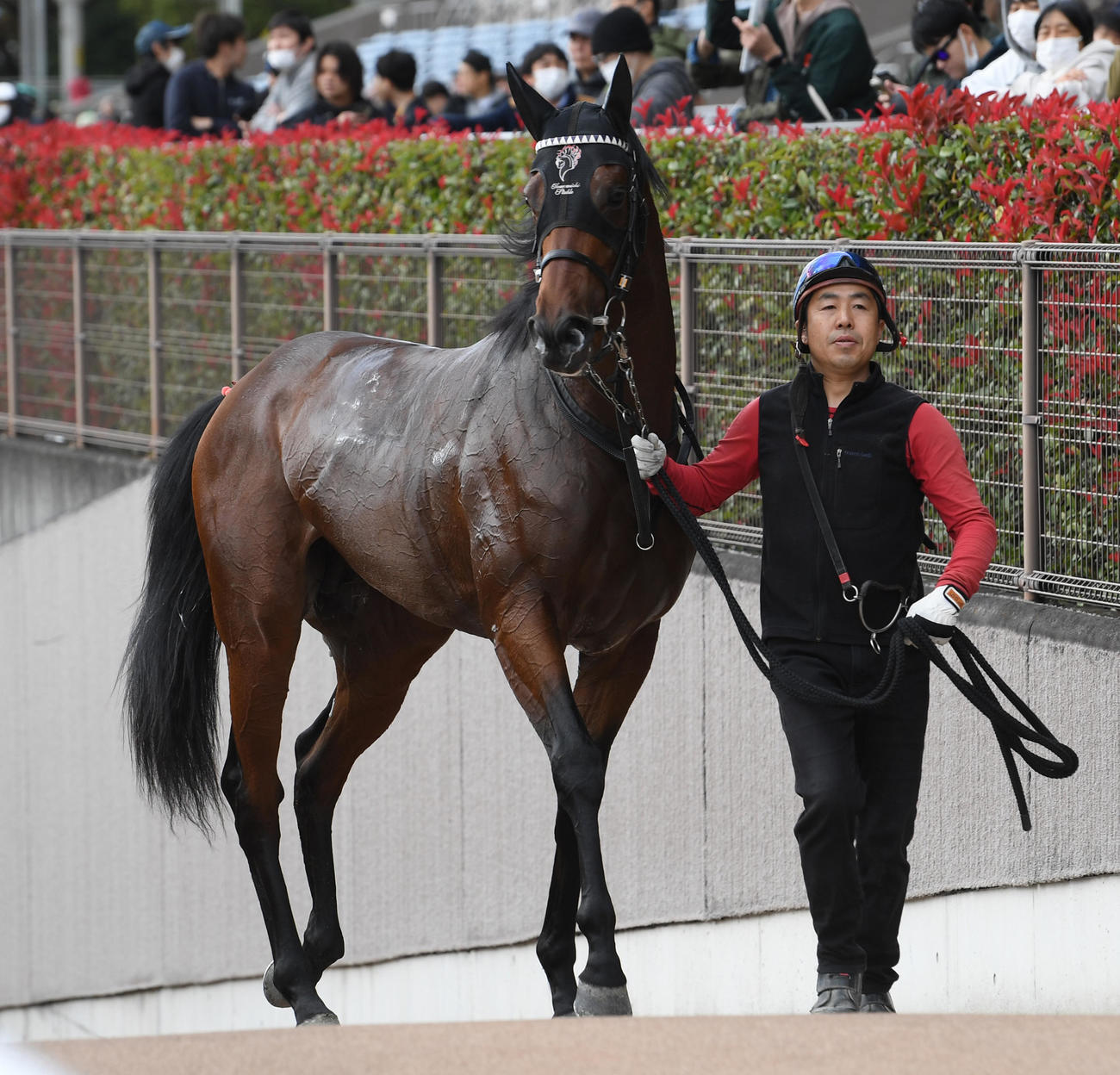 東京5R新馬戦を制したジャスティンミラノ（撮影・柴田隆二）