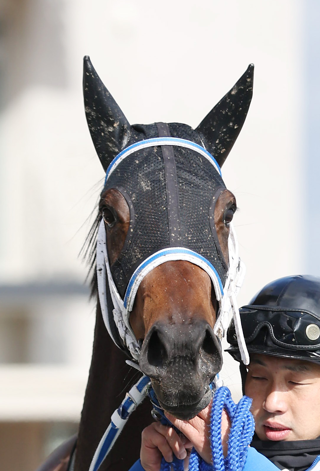 京都5R新馬戦を制したマリーアムール（撮影・前田充）