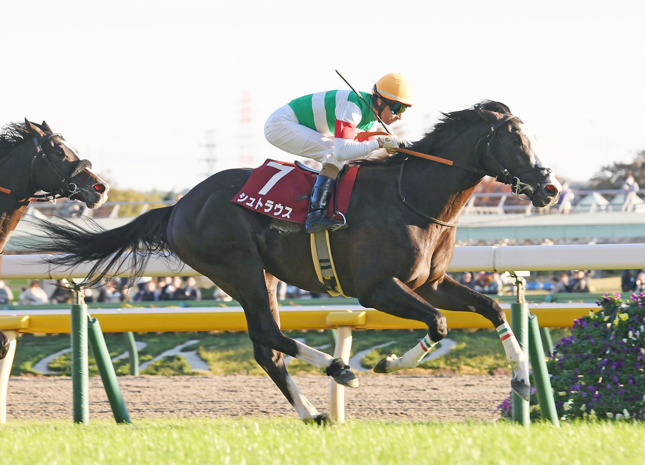 東スポ杯2歳Sを制したシュトラウス（撮影・柴田隆二）